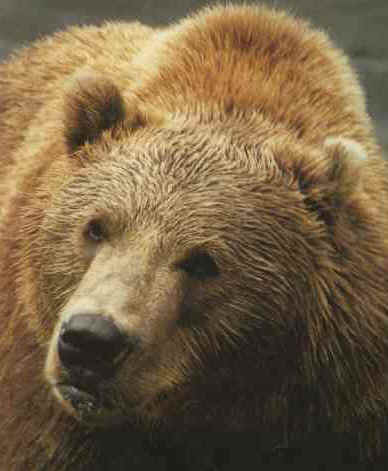 ours brun